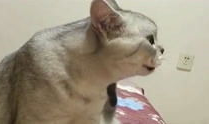 猫叫视频,揭秘猫叫声背后的秘密